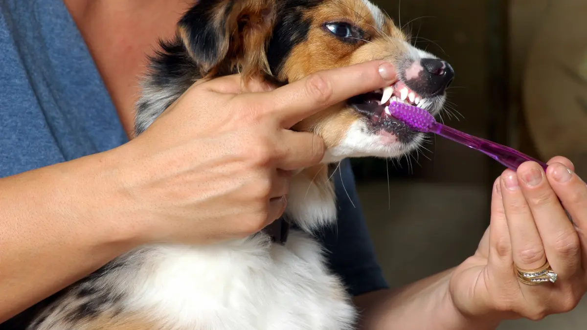 A importância da escovação dos dentes do cachorro