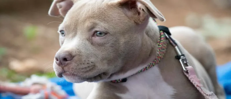 Onde Comprar Filhote de Terrier Americano Puro